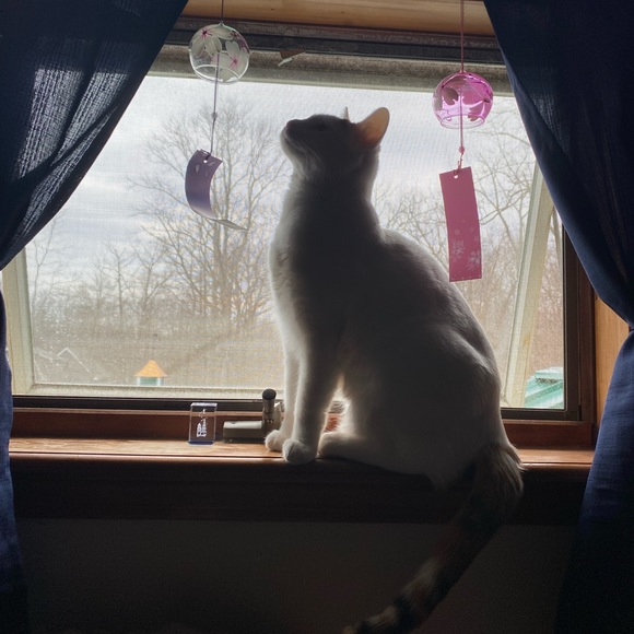 Meet your Posher, Kenzie! - Picture 2 of 2